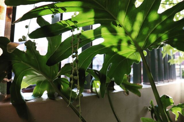 外に出してから開いた葉はとっても大きい🌱
#フィロデンドロンセローム 
#観葉植物 
#観葉植物のある暮らし