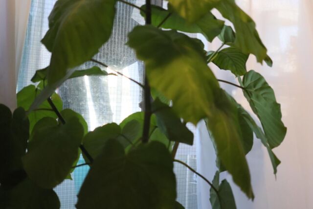 ウンベラータを撮影しようと思ったら、窓ガラスがめちゃくちゃ汚いことに気がついてしまった。
#フィカスウンベラータ 
#観葉植物のある暮らし 
#マクロレンズ 
#canonphotography